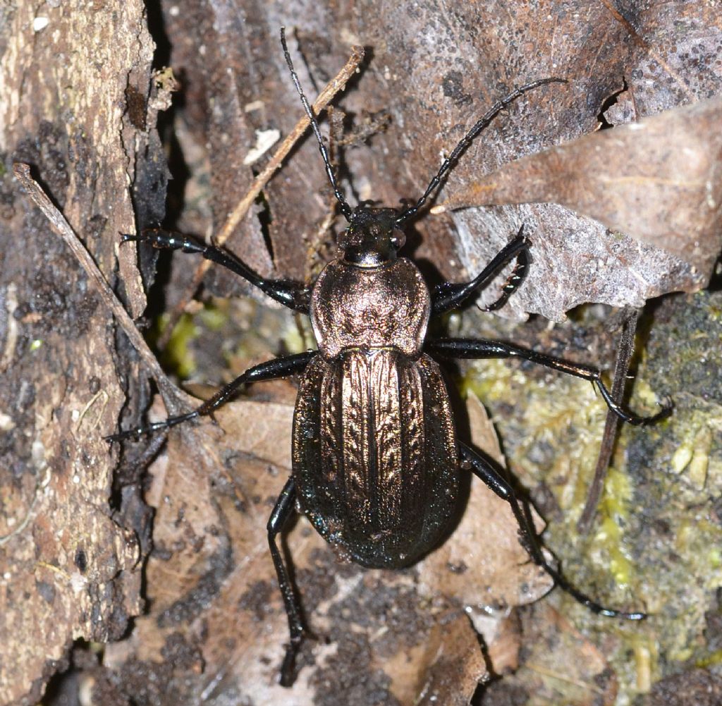 Carabus cancellatus, maschio